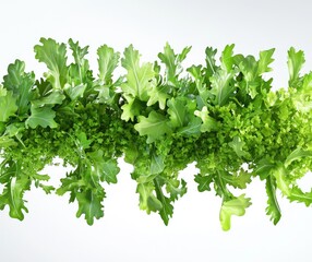 Fototapeta premium Green Leafy Vegetables: A vibrant collection of fresh, green leafy vegetables arranged in a visually appealing pattern, perfect for culinary or health-related projects. 