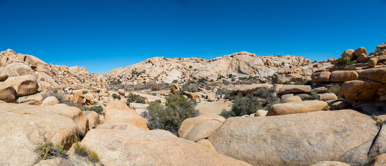 Desert landscape of Joshua trees in Barker Dam area of Joshua Tree National Park, California USA