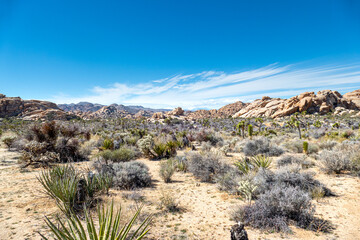 Desert landscape of Joshua trees in Barker Dam area of Joshua Tree National Park, California USA