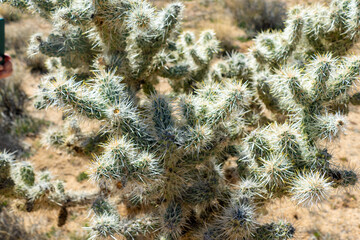 Cholla (Cylindropuntia) cactus garden in joshua tree national park, usa california