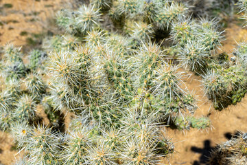 Cholla (Cylindropuntia) cactus garden in joshua tree national park, usa california
