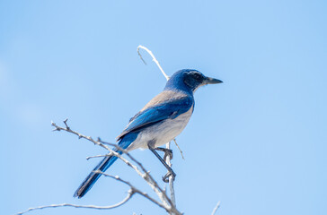 Western scrub jay (Aphelocoma californica) on a branch in Joshua Tree National Park, California USA