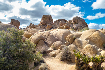 Desert landscape of Joshua trees in skull rock area of Joshua Tree National Park, California USA