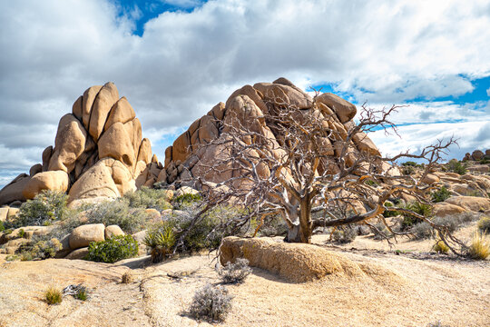 Dead tree in front of monzogranite rocks in desert landscape of Joshua trees in skull rock area of Joshua Tree National Park, California USA
