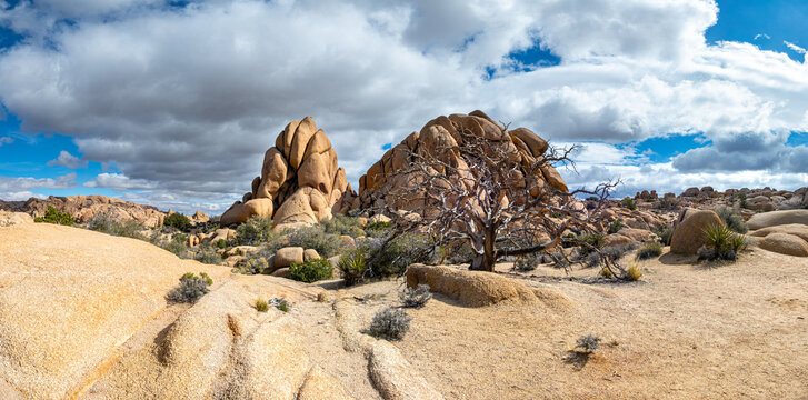 Dead tree in front of monzogranite rocks in desert landscape of Joshua trees in skull rock area of Joshua Tree National Park, California USA