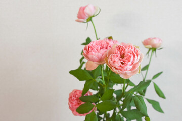 Obraz premium ピンクのばら