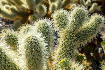 Cholla (Cylindropuntia) cactus garden in joshua tree national park, usa california