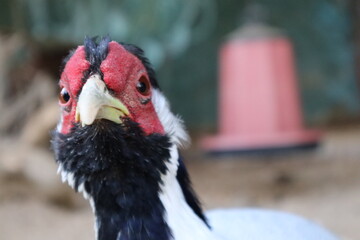 Silver pheasant portrait. Animal themes. Close up shot.
