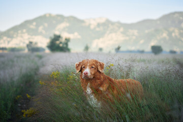 A Nova Scotia Duck Tolling Retriever dog walks calmly through a misty meadow surrounded by tall...