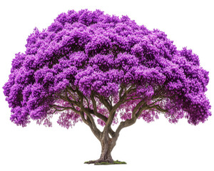 Obraz premium fully bloomed jacaranda tree with vibrant purple flowers, showcasing its majestic beauty and providing stunning visual display in nature