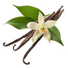 Vanilla flower and pods with leaves isolated on transparent background PNG image