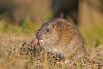 
Brown Rat (Rattus norvegicus) is a rodent that spread from China to almost all coastal cities outside Antarctica via cargo ships.