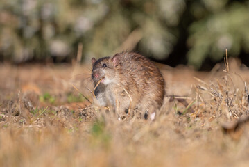 
Brown Rat (Rattus norvegicus) is a rodent that spread from China to almost all coastal cities outside Antarctica via cargo ships.