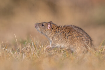 
Brown Rat (Rattus norvegicus) is a rodent that spread from China to almost all coastal cities outside Antarctica via cargo ships.