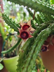 Huernia macrocarpa succulent