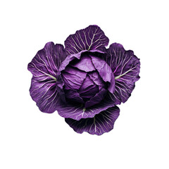 Obraz premium Vibrant purple cabbage on a Transparent Background