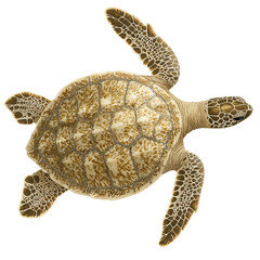 Sea turtle illustration ocean habitat digital art nature aerial view transparent background