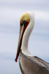 pelican bird at the beach