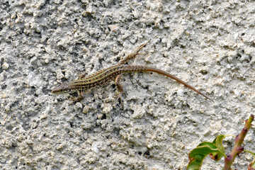 Ruineneidechse - Jungtier // Italian wall lizard - juvenile (Podarcis siculus campestris) - Hafen von Bari, Italien