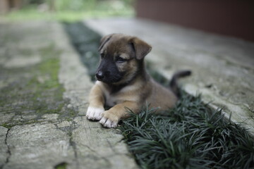 The brown puppy rests on the yard’s grass, with selective focus highlighting its innocent gaze against the blurred background.
