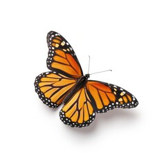 Fototapeta premium Vibrant Monarch Butterfly with Orange Wings and Black Accents