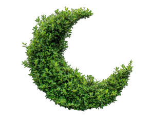 crescent moon shaped bush, imaginative and charming, adds whimsical touch to any garden or landscape. Its lush green leaves create serene atmosphere