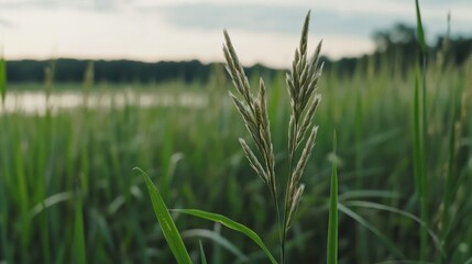 Fototapeta premium A single wheat stalk sways in a lush green field, capturing simplicity and the tranquility of nature.