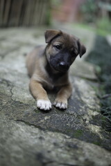 The brown puppy sits in the yard, its eyes and fur captured in focus, surrounded by a softly blurred background.