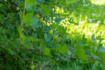 Ripe black currants still on the bush.