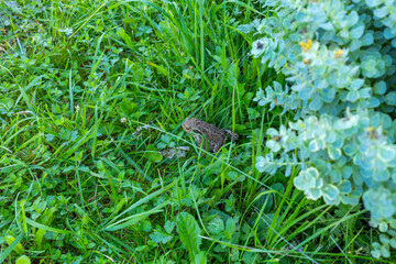 Taod sitting in long grass