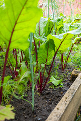 Fresh raw swiss rainbow chard growing in garden .