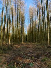 forest trees in autumn time