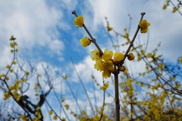 蝋梅と空