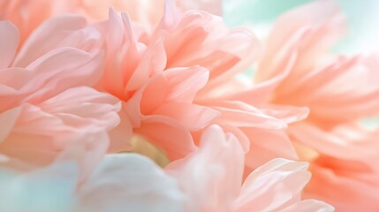 Delicate Peach and White Flower Petals Soft Light Floral Background