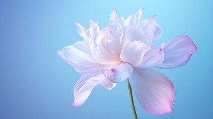Fototapeta premium Elegant white flower with pink petals on a serene blue background