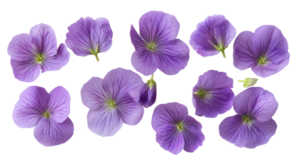 Vivid purple violets arranged artistically on a white background showcasing their delicate beauty in springtime