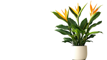 Bright orange bird of paradise plant in a modern white pot on a clean surface