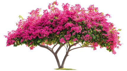Naklejka premium Bright bougainvillea tree in full bloom showcasing vibrant pink flowers during sunny weather