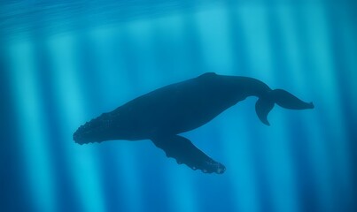 Obraz premium a humpback whale swimming gracefully and calmly in the deep ocean, Generative AI