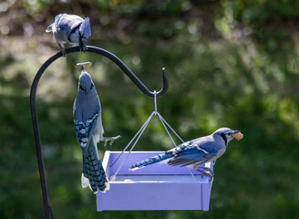 blue jays eating at backyard bird feeder 