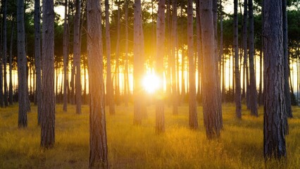 Sunset glow filtering through tall pine trees in a vibrant forest with golden grass illuminated by warm yellow sunlight creating enchanting atmosphere