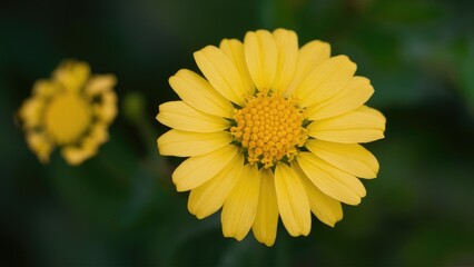 Obraz premium Bright yellow chamomile flowers blooming on a lush green garden bush with soft petals and detailed center, vibrant against a dark background.