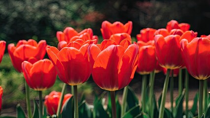 Obraz premium Vivid red tulips in full bloom with lush green leaves positioned in the foreground against a blurred natural background of soft colors