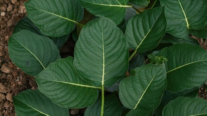 Vibrant green Momordica charantia leaves with pronounced veins arranged over rich brown soil, showcasing natural texture and detail in close-up view.