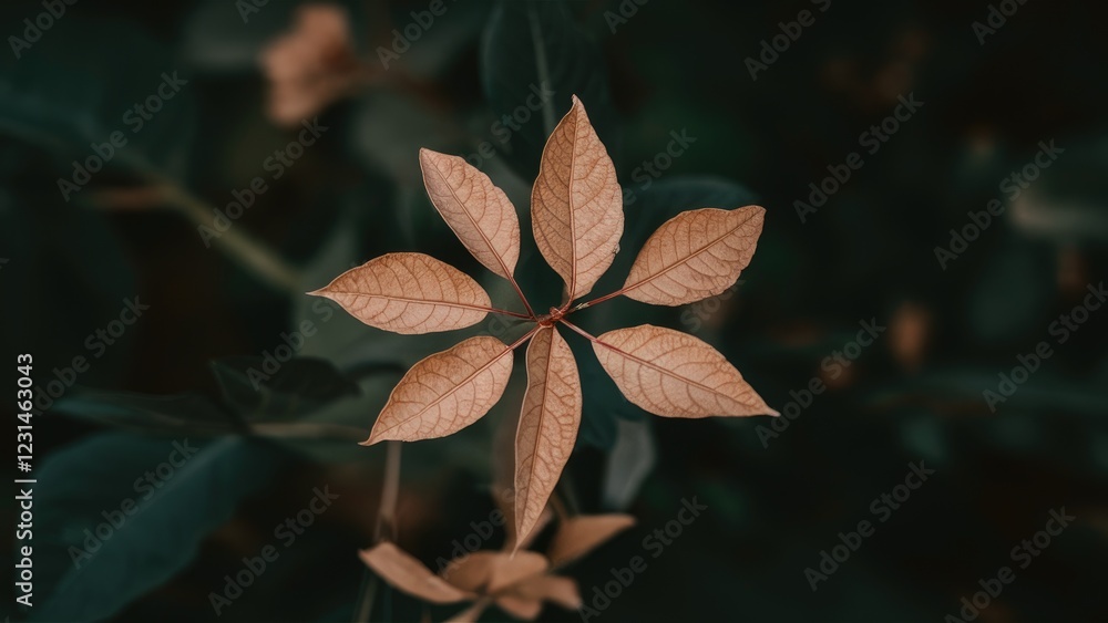 Poster dry leaves with a star-like shape in a dark green background showcasing earthy tones with a focus on