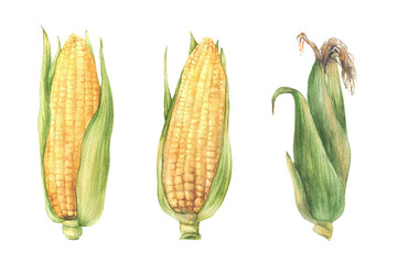 Corn Cobs set. Raw sweet maize with green leaves and husks. Grain vegetable agricultural crop harvesting element. Watercolor realistic painted isolated from background illustration for food packaging