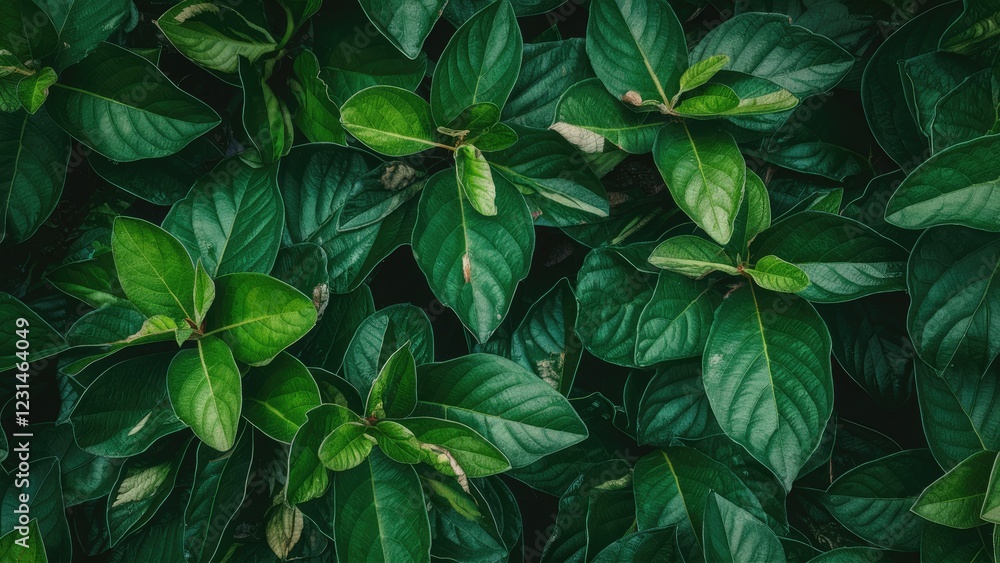 Aufkleber Lush green leaves densely layered overhead view showcasing dark green hues with varying textures on a natural background ideal for design work