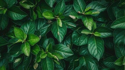 Lush green leaves densely layered overhead view showcasing dark green hues with varying textures on a natural background ideal for design work