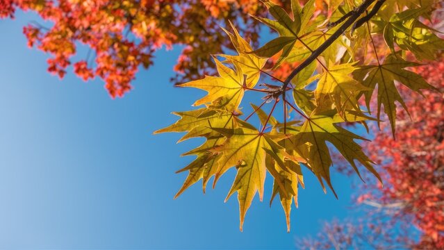 Vibrant autumn foliage with bright yellow and red maple leaves against a clear blue sky positioned in the upper and lower parts of the image.