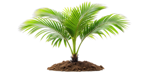 young palm tree beach, tropical coconut tree isolated on PNG